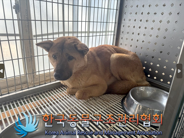 한국동물구조관리협회_411311202500011